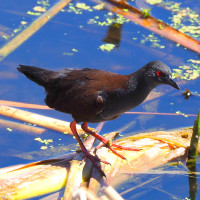 Spotless Crake